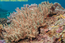 soft coral